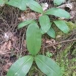 Clintonia umbellulata leaf picture by Shelly hayes (cc-by-sa)