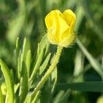 Ranunculus arvensis flower picture by Cornelia Kaya (cc-by-sa)