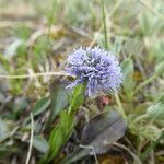 Globularia punctata habit picture by Michael Andresek (cc-by-sa)