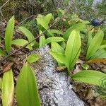 Clintonia borealis leaf picture by Stéphane Théroux (cc-by-sa)