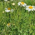 Leucanthemum vulgare habit picture by thsnielsen (cc-by-sa)