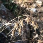 Bromus tectorum flower picture by Diego Alex (cc-by-sa)