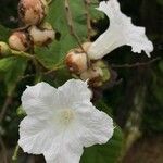 Cordia superba flower picture by Vieira do Nascimento Paulo (cc-by-sa)