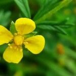 Potentilla erecta flower picture by Petra Beversdorff (cc-by-sa)