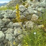 Asphodeline lutea habit picture by bas yves (cc-by-sa)