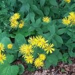 Doronicum austriacum flower picture by Suzy Dejong (cc-by-sa)