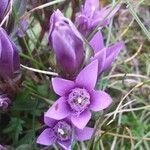 Gentianella ramosa flower picture by Pietro Brignoli (cc-by-sa)