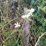 Silene dichotoma habit picture by Lamarque Patrice (cc-by-sa)