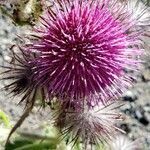 Cirsium edule flower picture by Ethan Greer (cc-by-sa)