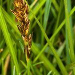 Carex disticha fruit picture by Martin Bishop (cc-by-sa)