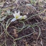 Ornithogalum refractum leaf picture by Lars Mannzen (cc-by-sa)