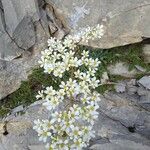 Saxifraga callosa flower picture by Jef Chouzier (cc-by-sa)