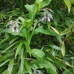 Symphytum officinale flower picture by bruno (cc-by-sa)