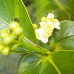 Clusia stenophylla flower picture by Nelson Zamora Villalobos (cc-by-nc)