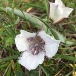 Calochortus tolmiei flower picture by Denita Denita Stritelemeier (cc-by-sa)