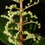 Miconia trinervia leaf picture by Nelson Zamora Villalobos (cc-by-nc)