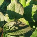 Tibouchina urvilleana leaf picture by Gonzalez Pamela (cc-by-sa)