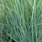 Stipa juncea leaf picture by francois tissot (cc-by-sa)