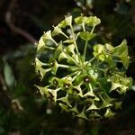 Euphorbia characias fruit picture by Mamano Xavier (cc-by-sa)