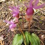 Calypso bulbosa flower picture by Susan Graham (cc-by-sa)