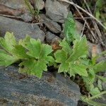 Ranunculus monspeliacus habit picture by Llandrich anna (cc-by-sa)