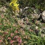 Asphodeline lutea habit picture by Olivier Le Gall (cc-by-sa)