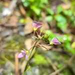 Desmodium ciliare flower picture by Trap Hers (cc-by-sa)