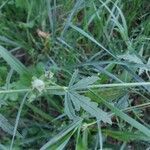 Althaea cannabina leaf picture by sev (cc-by-sa)