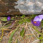 Crocus nudiflorus habit picture by Martin Bishop (cc-by-sa)