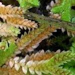 Selaginella denticulata fruit picture by Llandrich anna (cc-by-sa)