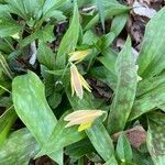 Erythronium americanum flower picture by julia elloff (cc-by-sa)