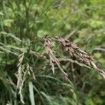 Calamagrostis purpurea flower picture by Dieter Albrecht (cc-by-sa)