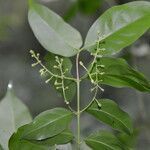 Chiococca alba leaf picture by Nelson Zamora Villalobos (cc-by-nc)