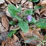 Pulmonaria obscura habit picture by Jean-Marie Frenoux (cc-by-sa)