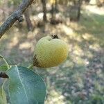 Pyrus spinosa fruit picture by Abbruzzese Antonio (cc-by-sa)