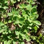 Vaccinium uliginosum leaf picture by Mark Knecht (cc-by-sa)