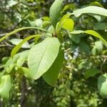 Chionanthus virginicus leaf picture by Joel Hicks (cc-by-sa)