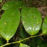 Psammisia ramiflora leaf picture by Nelson Zamora Villalobos (cc-by-nc)