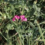 Lathyrus tuberosus habit picture by Ugoline Jacquot (cc-by-sa)