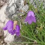 Campanula carnica flower picture by jack (cc-by-sa)