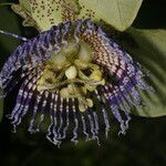 Passiflora platyloba flower picture by Nelson Zamora Villalobos (cc-by-nc)