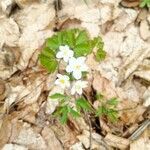 Isopyrum thalictroides habit picture by Genghis Attenborough (cc-by-sa)