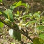 Ximenia americana flower picture by Ayla Bradshaw (cc-by-sa)