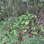 Rubus alceifolius habit picture by S. Dufour-Kowalski (cc-by-sa)