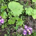 Pericallis echinata habit picture by Mel Mun (cc-by-sa)