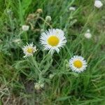 Erigeron pumilus flower picture by Euphrosyne Beauchamp (cc-by-sa)