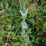 Blackstonia perfoliata leaf picture by Gilles (cc-by-sa)