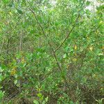 Laguncularia racemosa habit picture by R. Tournebize (cc-by-sa)