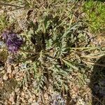 Phacelia sericea habit picture by Eylisia (cc-by-sa)