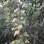 Dioscorea communis habit picture by beurny (cc-by-sa)